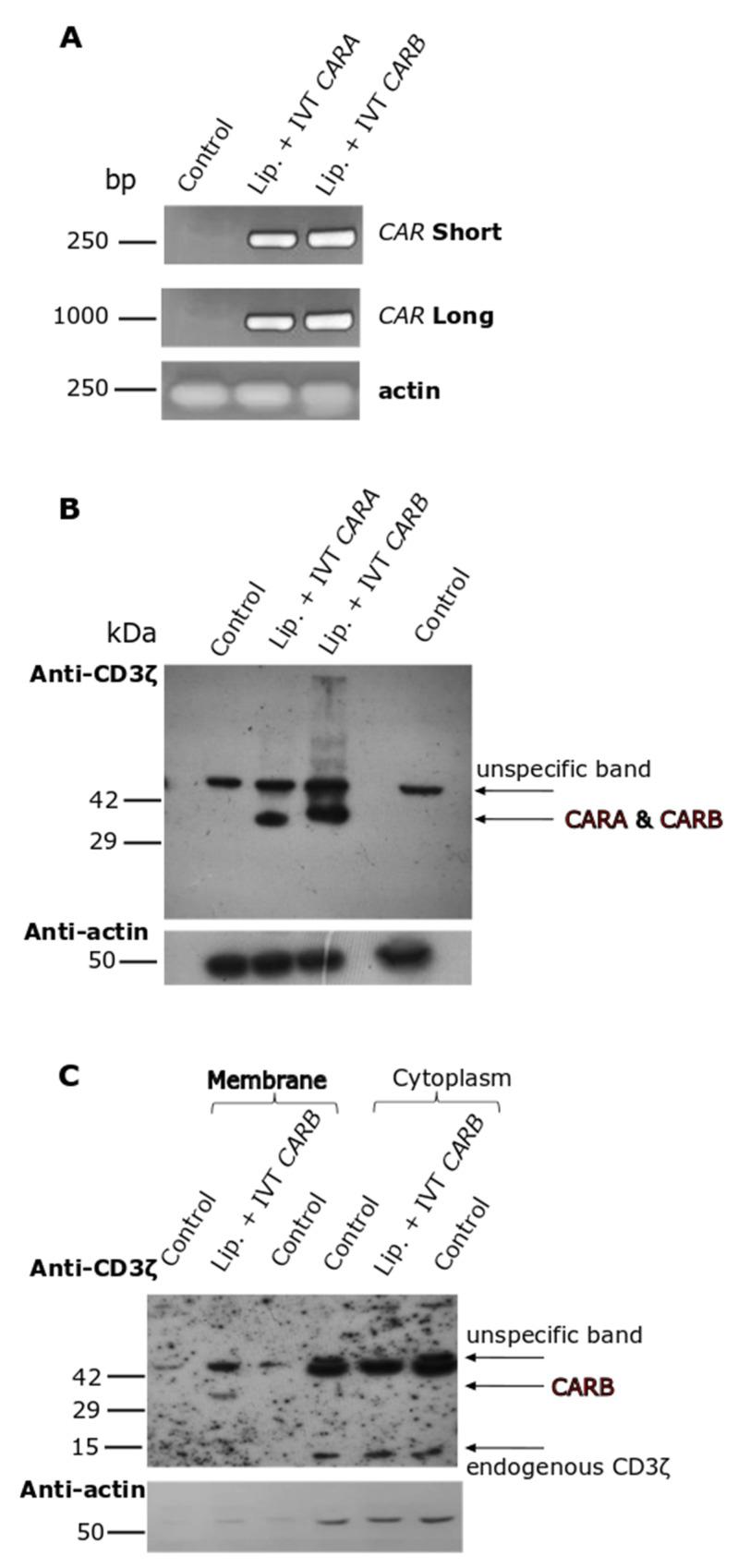 https://cdn.ncbi.nlm.nih.gov/pmc/blobs/3c77/9687928/0c6a0892c7ba/biomedicines-10-02885-g004.jpg