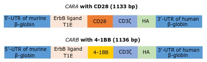 https://cdn.ncbi.nlm.nih.gov/pmc/blobs/3c77/9687928/3abe68a0f2cc/biomedicines-10-02885-g001.jpg