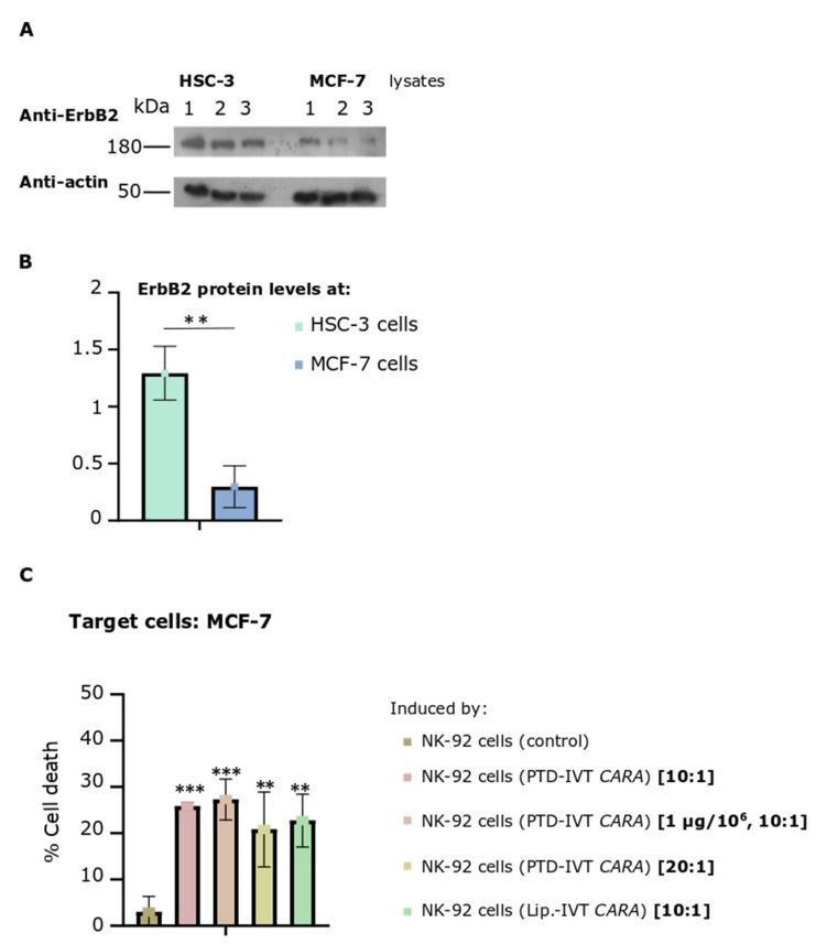 https://cdn.ncbi.nlm.nih.gov/pmc/blobs/3c77/9687928/930a70958a7b/biomedicines-10-02885-g009.jpg