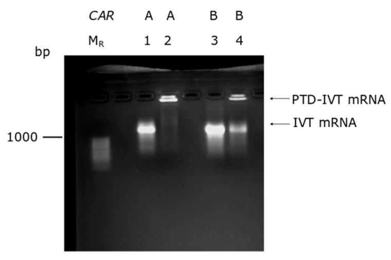 https://cdn.ncbi.nlm.nih.gov/pmc/blobs/3c77/9687928/ae94d5195861/biomedicines-10-02885-g002.jpg