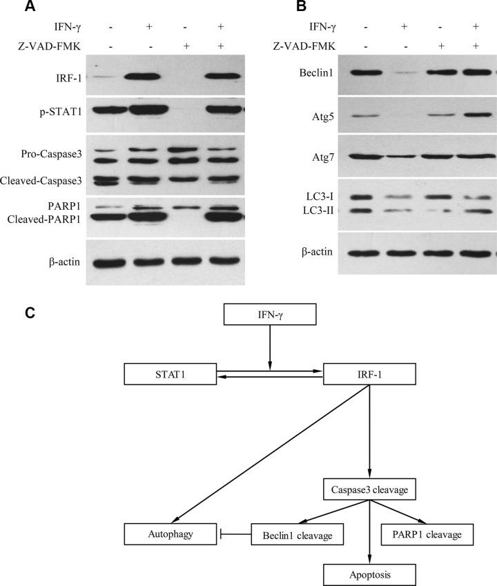 https://cdn.ncbi.nlm.nih.gov/pmc/blobs/3c78/5122365/8d7a52986bcb/oncotarget-07-37979-g005.jpg