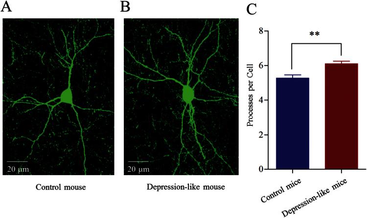 https://cdn.ncbi.nlm.nih.gov/pmc/blobs/3c7c/4886664/362350b84a08/ijnppy_pyv122_f0007.jpg