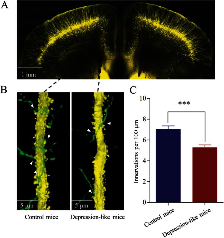 https://cdn.ncbi.nlm.nih.gov/pmc/blobs/3c7c/4886664/b70bf1aee2ea/ijnppy_pyv122_f0002.jpg