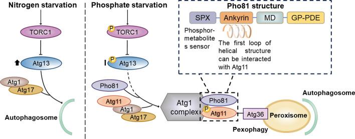https://cdn.ncbi.nlm.nih.gov/pmc/blobs/3c7e/11151501/02053f10c5a3/11658_2024_597_Fig1_HTML.jpg