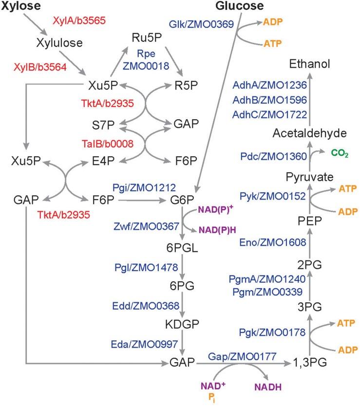 https://cdn.ncbi.nlm.nih.gov/pmc/blobs/3c80/6853872/56cabbd471bd/fmicb-10-02596-g009.jpg