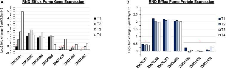 https://cdn.ncbi.nlm.nih.gov/pmc/blobs/3c80/6853872/de0fbf62a347/fmicb-10-02596-g006.jpg