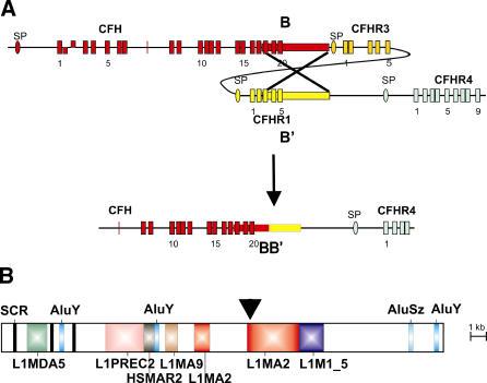 https://cdn.ncbi.nlm.nih.gov/pmc/blobs/3c82/1839139/e66746afa49e/pgen.0030041.g003.jpg