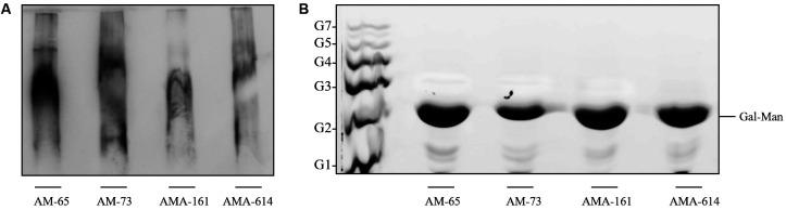 https://cdn.ncbi.nlm.nih.gov/pmc/blobs/3c82/7521155/2955948cd18a/1678-8060-mioc-115-e200140-gf1.jpg