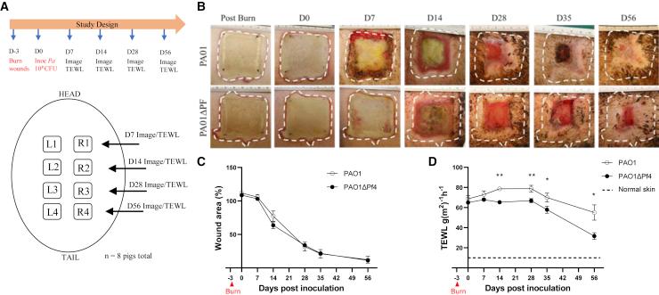 https://cdn.ncbi.nlm.nih.gov/pmc/blobs/3c83/9244996/06ab3379f832/gr2.jpg