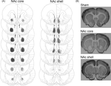 https://cdn.ncbi.nlm.nih.gov/pmc/blobs/3c84/3038258/6e6824277e5d/gr2.jpg
