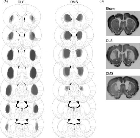https://cdn.ncbi.nlm.nih.gov/pmc/blobs/3c84/3038258/759b6641fca2/gr3.jpg