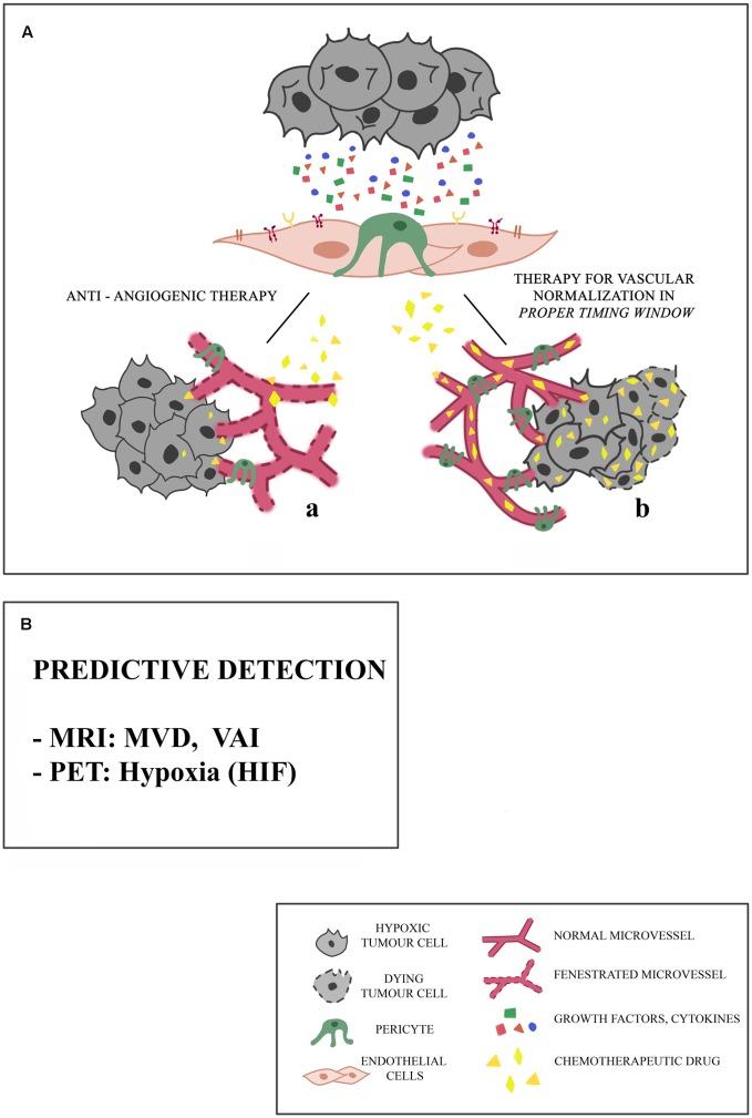 https://cdn.ncbi.nlm.nih.gov/pmc/blobs/3c84/5216034/4d77365b9851/fphar-07-00519-g001.jpg