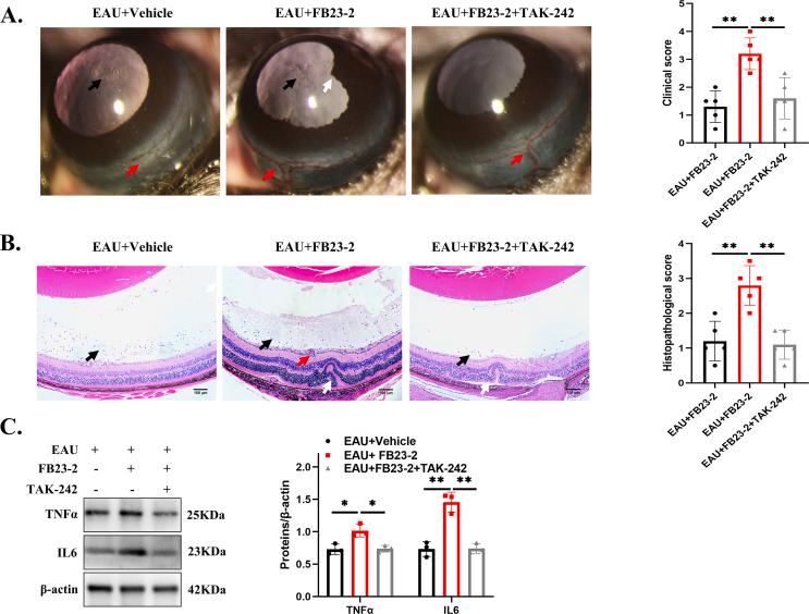 https://cdn.ncbi.nlm.nih.gov/pmc/blobs/3c85/10363593/72d835818263/figs5.jpg