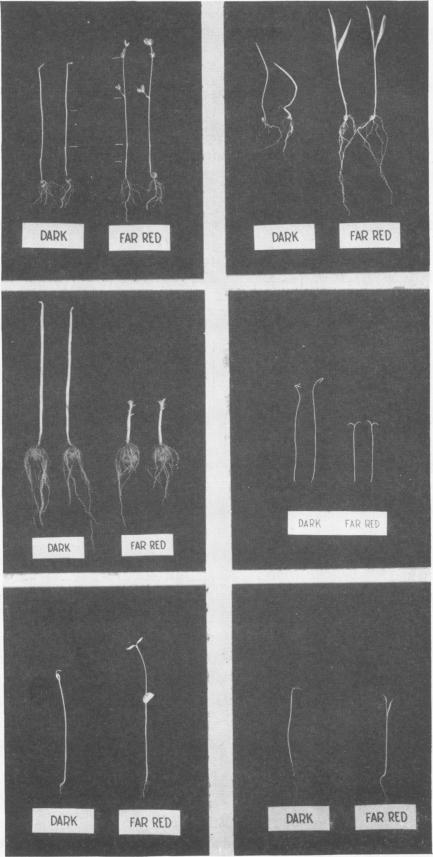 https://cdn.ncbi.nlm.nih.gov/pmc/blobs/3c87/437882/9f3e874283bd/plntphys00292-0032-a.jpg