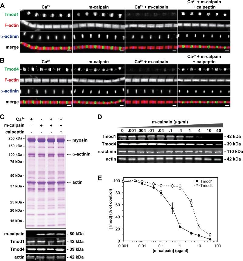 https://cdn.ncbi.nlm.nih.gov/pmc/blobs/3c8b/3952854/29e4aa7c7640/852fig1.jpg