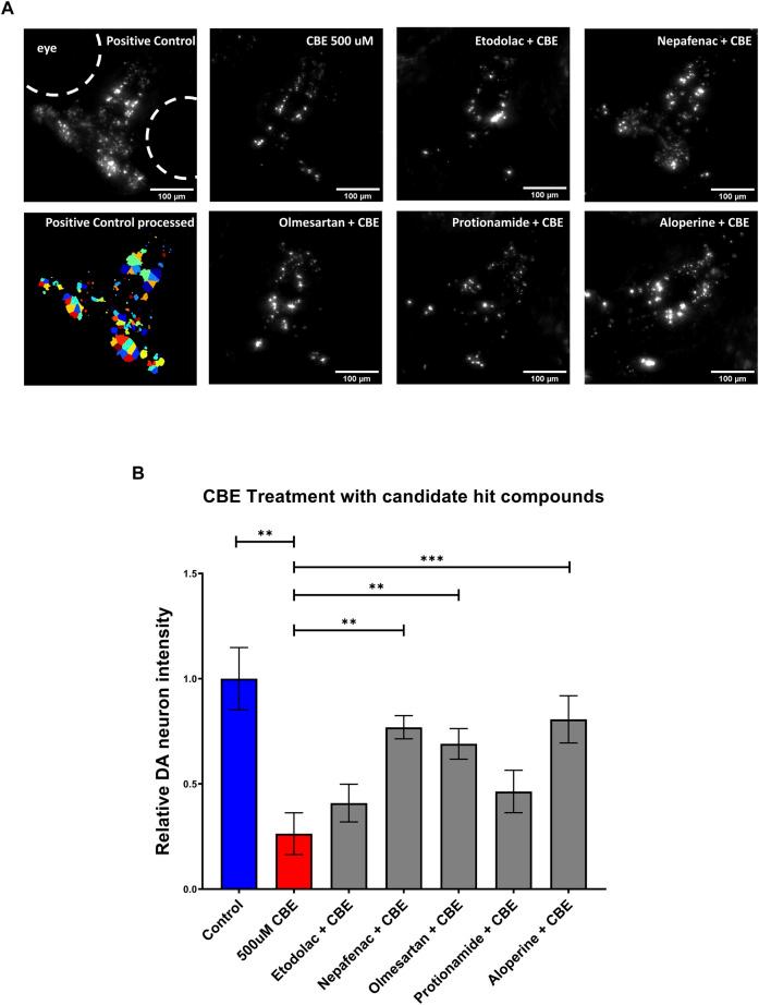 https://cdn.ncbi.nlm.nih.gov/pmc/blobs/3c8c/8971663/69d3050e97b8/fphar-13-837756-g005.jpg