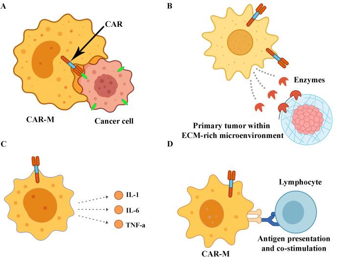 https://cdn.ncbi.nlm.nih.gov/pmc/blobs/3c8e/12198237/41b3939ce71e/fimmu-16-1615760-g003.jpg