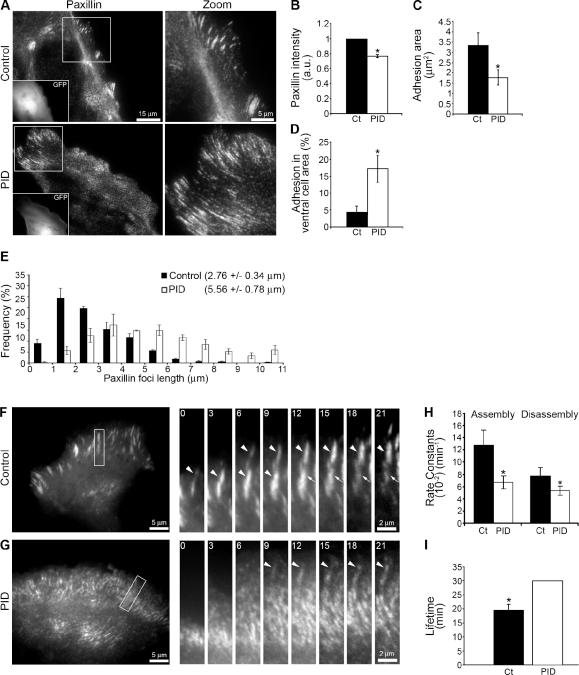 https://cdn.ncbi.nlm.nih.gov/pmc/blobs/3c95/3216326/62b62755518f/JCB_201010059_GS_Fig3.jpg
