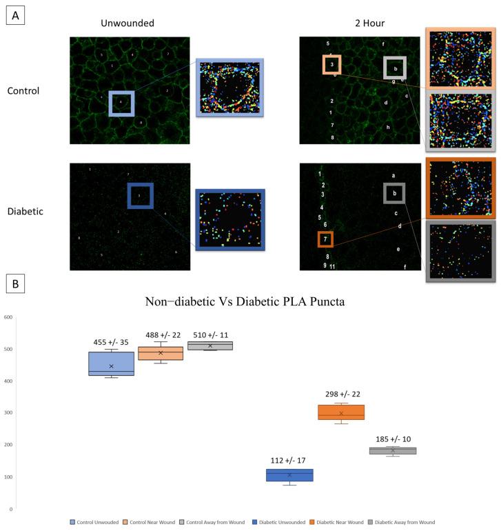 https://cdn.ncbi.nlm.nih.gov/pmc/blobs/3c97/10778404/1a4068ea4638/cells-13-00026-g005.jpg