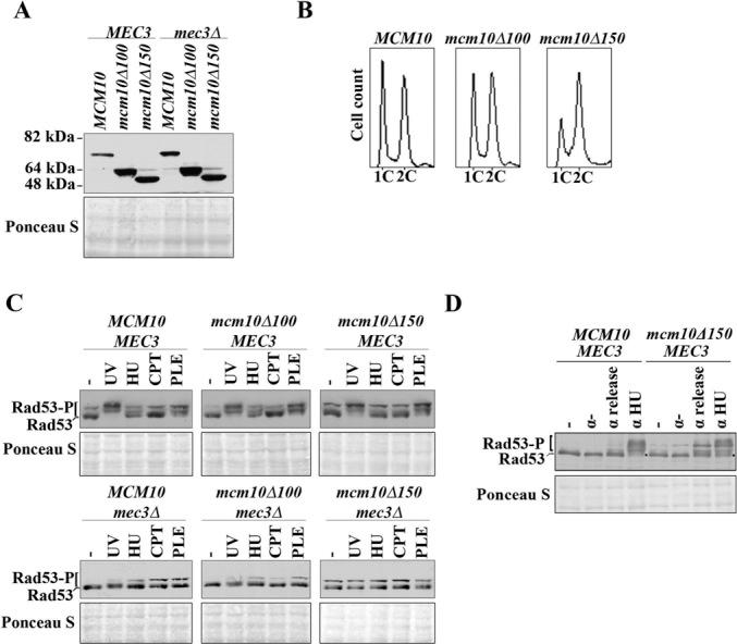 https://cdn.ncbi.nlm.nih.gov/pmc/blobs/3c97/4117747/0401e64670b8/gku479fig6.jpg