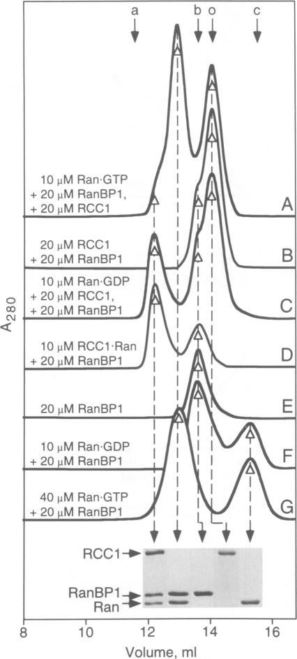 https://cdn.ncbi.nlm.nih.gov/pmc/blobs/3c9a/398135/0eb0aba930d5/emboj00028-0092-a.jpg
