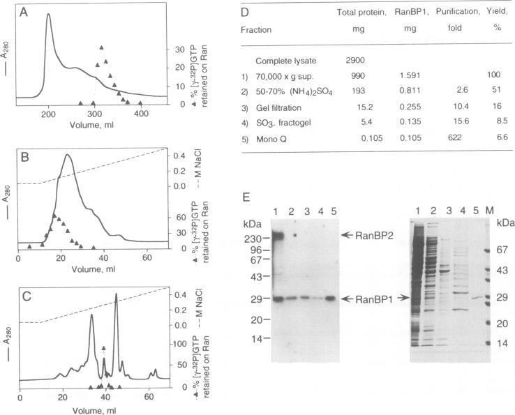 https://cdn.ncbi.nlm.nih.gov/pmc/blobs/3c9a/398135/531931fa8a61/emboj00028-0088-a.jpg
