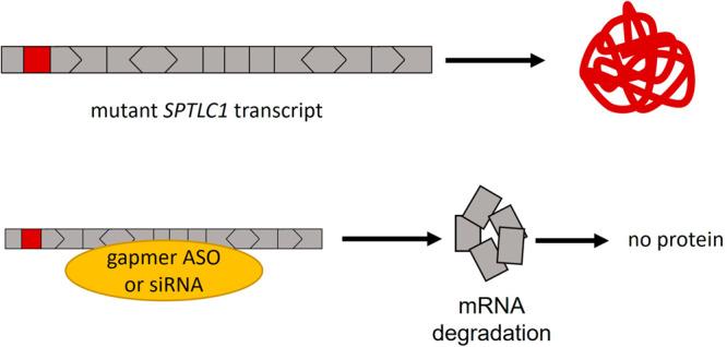 https://cdn.ncbi.nlm.nih.gov/pmc/blobs/3c9d/10770028/85880d25cb4d/43856_2023_419_Fig3_HTML.jpg