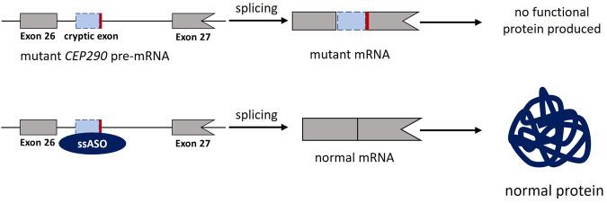https://cdn.ncbi.nlm.nih.gov/pmc/blobs/3c9d/10770028/fe186eb54265/43856_2023_419_Fig5_HTML.jpg