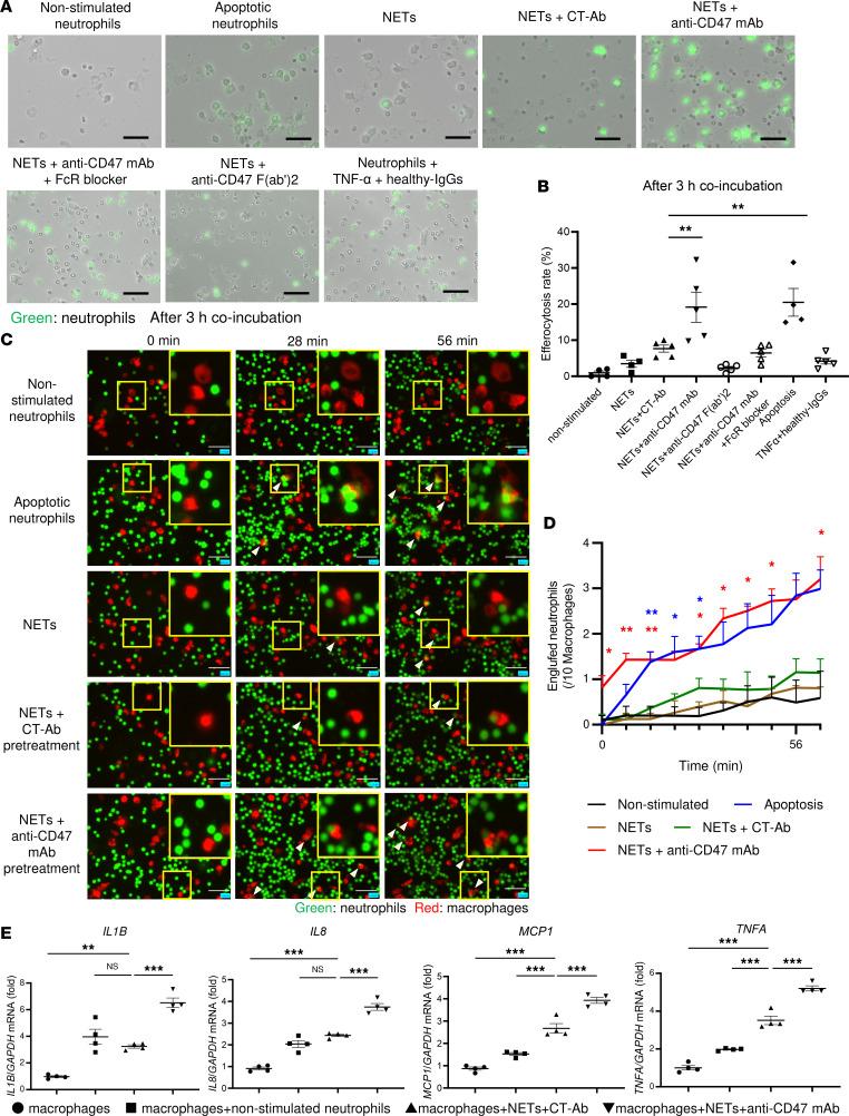 https://cdn.ncbi.nlm.nih.gov/pmc/blobs/3c9e/10445685/358b127282b5/jciinsight-8-167486-g053.jpg