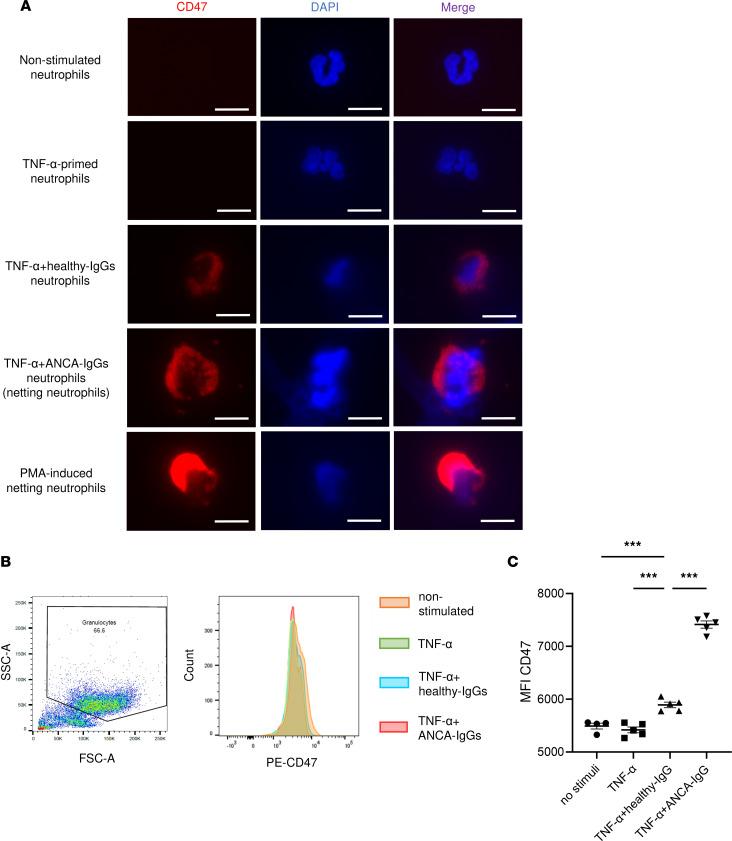 https://cdn.ncbi.nlm.nih.gov/pmc/blobs/3c9e/10445685/9cde46ba34d4/jciinsight-8-167486-g052.jpg