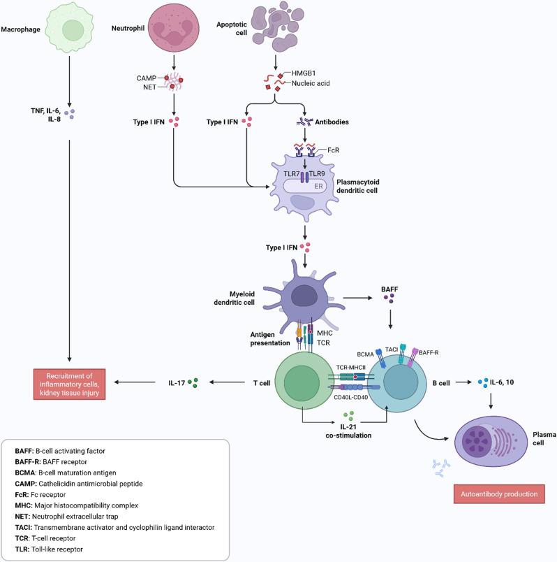 https://cdn.ncbi.nlm.nih.gov/pmc/blobs/3c9f/12400754/bb2f0233877c/12882_2025_4434_Fig1_HTML.jpg