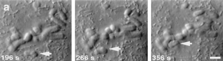 https://cdn.ncbi.nlm.nih.gov/pmc/blobs/3ca2/2137823/eeabf4dd3bd1/JCB.32761f2a.jpg