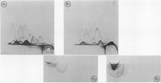 https://cdn.ncbi.nlm.nih.gov/pmc/blobs/3ca4/221727/4c8a69116015/jbacter00249-0459-a.jpg