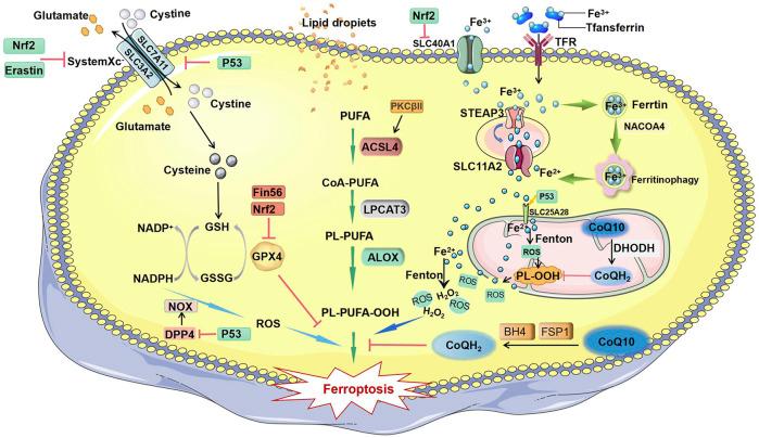 https://cdn.ncbi.nlm.nih.gov/pmc/blobs/3ca6/9669411/0ada3936bd2d/fphar-13-1043283-g001.jpg