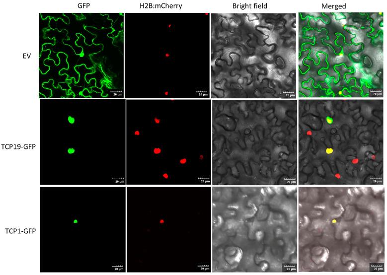 https://cdn.ncbi.nlm.nih.gov/pmc/blobs/3ca7/11435056/8646cc7a3fd0/plants-13-02568-g011.jpg