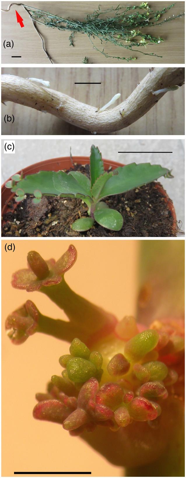 https://cdn.ncbi.nlm.nih.gov/pmc/blobs/3ca7/5606197/6d35084e7fb2/fpls-08-01600-g0003.jpg