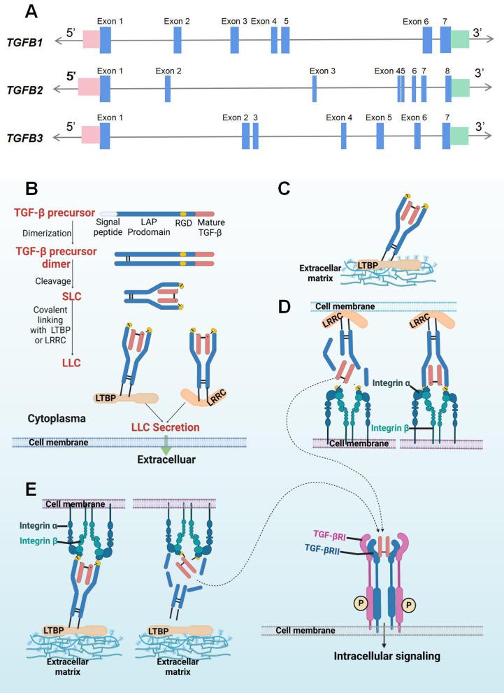 https://cdn.ncbi.nlm.nih.gov/pmc/blobs/3ca7/9482317/679c3a152a4e/13045_2022_1349_Fig1_HTML.jpg