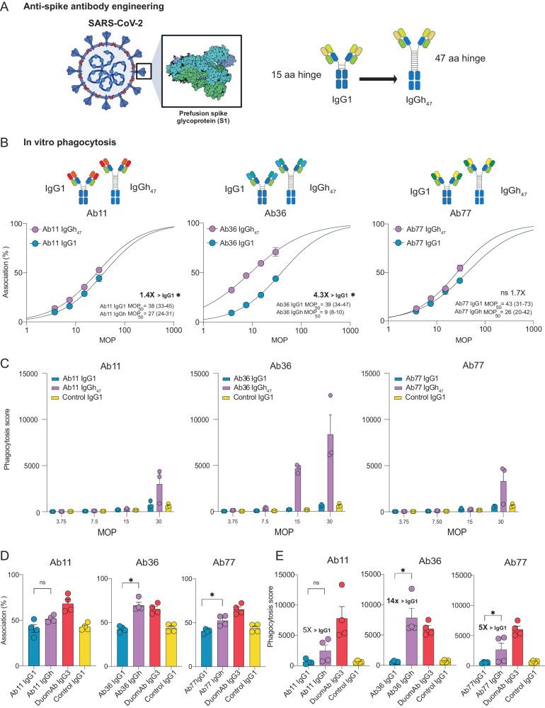 https://cdn.ncbi.nlm.nih.gov/pmc/blobs/3ca8/11055898/956ee00a2547/41467_2024_47928_Fig8_HTML.jpg