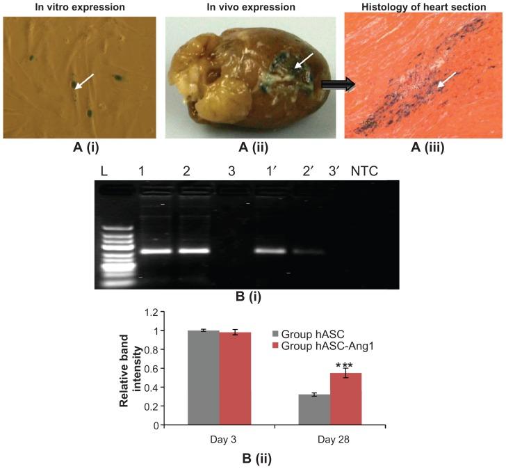 https://cdn.ncbi.nlm.nih.gov/pmc/blobs/3ca9/3278230/21d1b3d3e317/ijn-7-663f5.jpg
