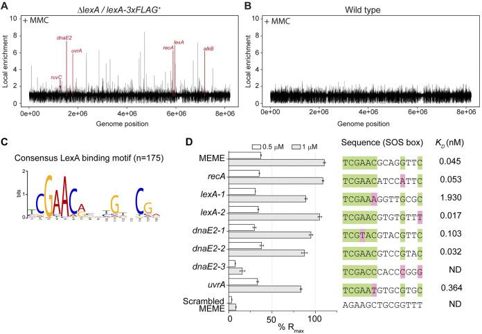 https://cdn.ncbi.nlm.nih.gov/pmc/blobs/3cac/9380542/3c31da45988e/jb.00108-22-f004.jpg