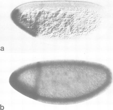 https://cdn.ncbi.nlm.nih.gov/pmc/blobs/3cb0/401387/0cd1d5569b6b/emboj00134-0306-a.jpg