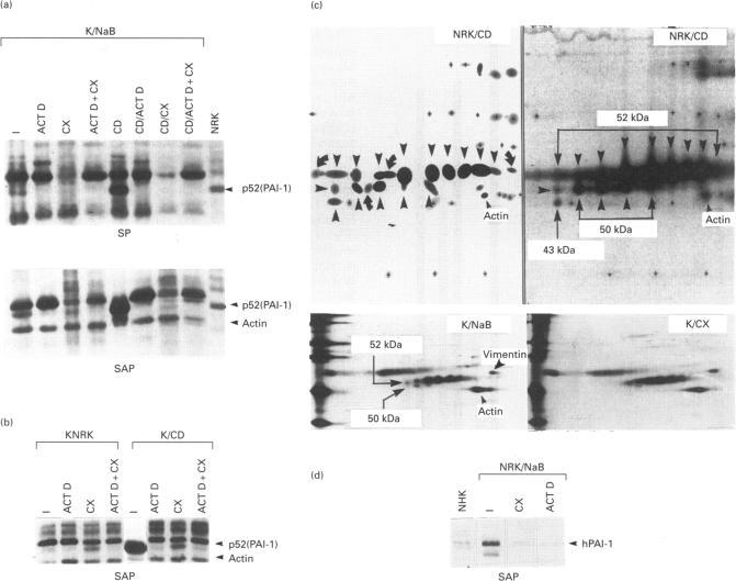 https://cdn.ncbi.nlm.nih.gov/pmc/blobs/3cb3/1136545/74bb432c959d/biochemj00068-0185-a.jpg