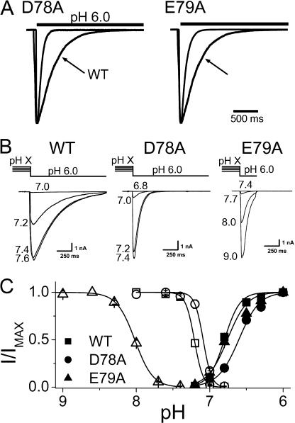 https://cdn.ncbi.nlm.nih.gov/pmc/blobs/3cb3/2151616/98ab7766f99f/jgp1290345f02.jpg