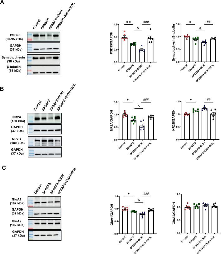 https://cdn.ncbi.nlm.nih.gov/pmc/blobs/3cb7/12122473/8d94a53edb46/fphar-16-1592187-g003.jpg