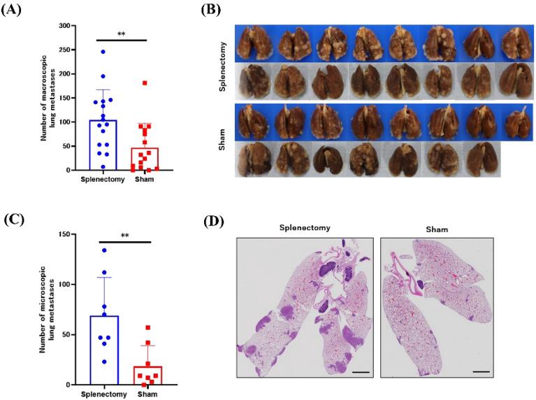 https://cdn.ncbi.nlm.nih.gov/pmc/blobs/3cb8/10894273/aecf422daf6b/41598_2024_54768_Fig2_HTML.jpg