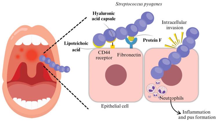 https://cdn.ncbi.nlm.nih.gov/pmc/blobs/3cb8/12195500/ff712ebe7390/microorganisms-13-01398-g001.jpg
