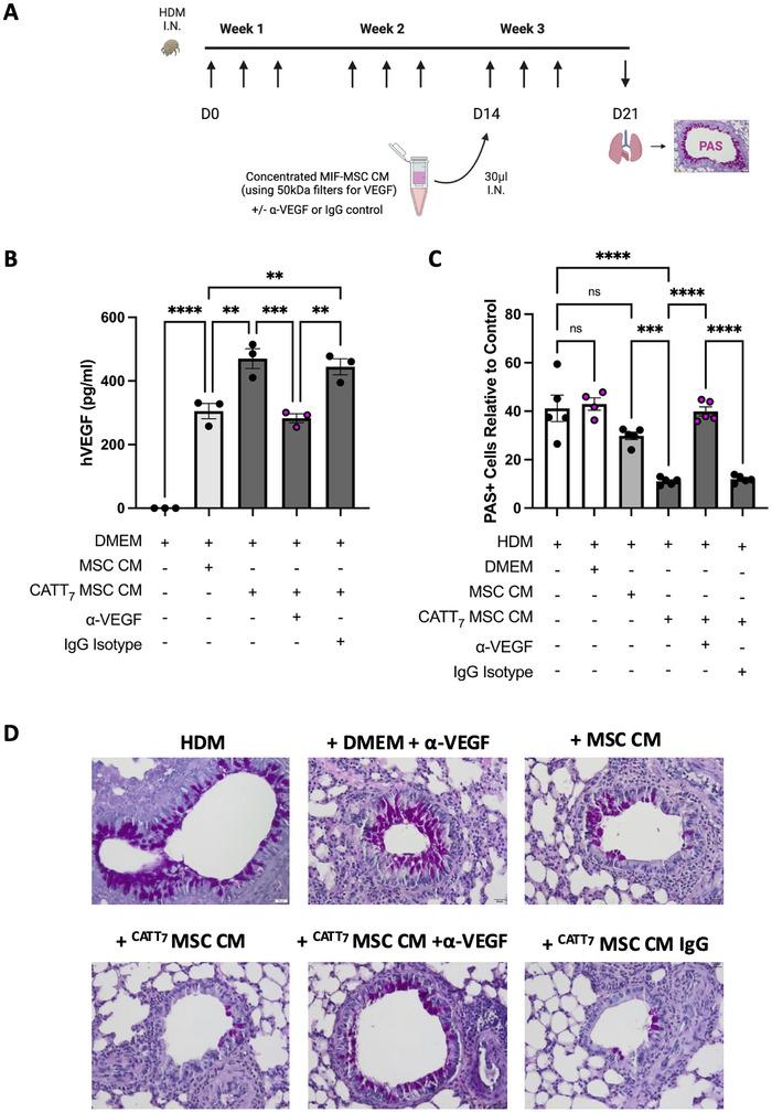 https://cdn.ncbi.nlm.nih.gov/pmc/blobs/3cb9/11739667/4009638c2512/EJI-55-e202451205-g001.jpg