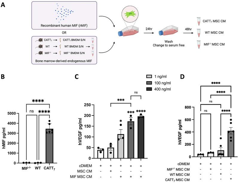 https://cdn.ncbi.nlm.nih.gov/pmc/blobs/3cb9/11739667/9d75f774190d/EJI-55-e202451205-g004.jpg