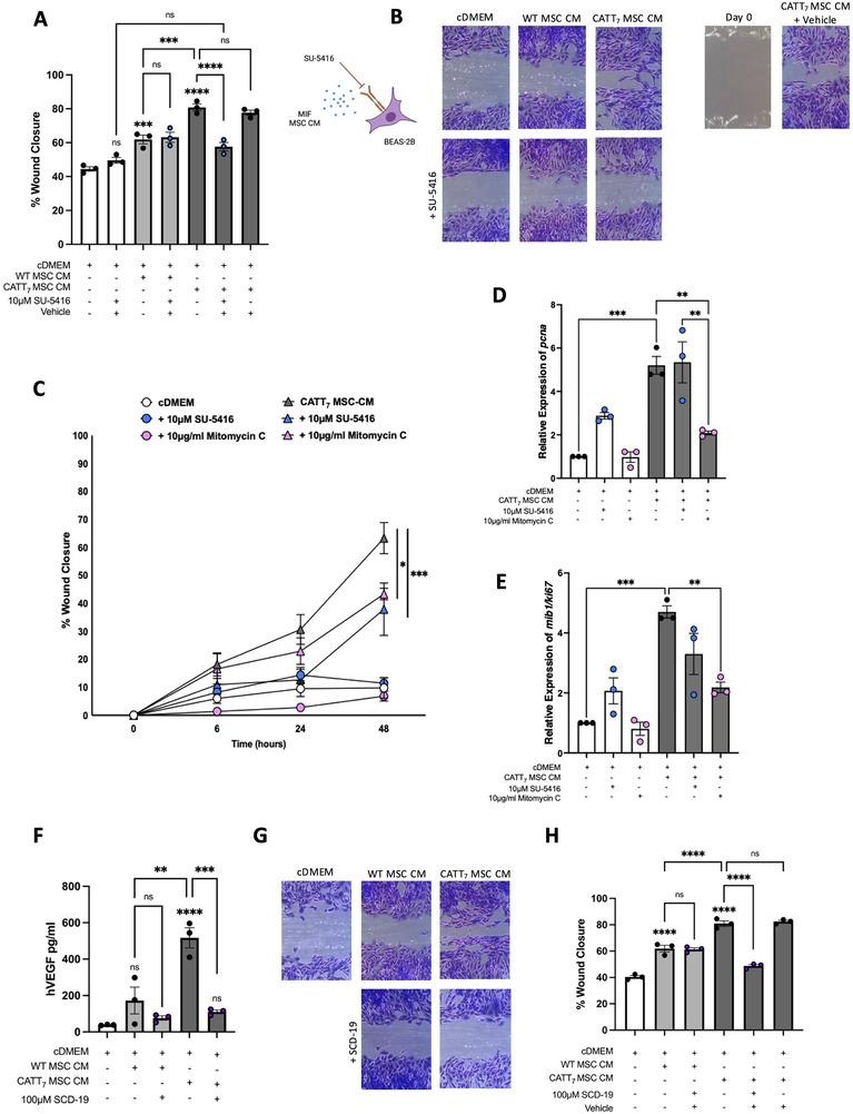 https://cdn.ncbi.nlm.nih.gov/pmc/blobs/3cb9/11739667/c201901bc1a9/EJI-55-e202451205-g006.jpg