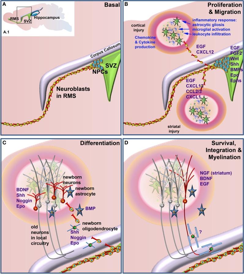 https://cdn.ncbi.nlm.nih.gov/pmc/blobs/3cc9/3548228/2693dcc0f3aa/fncel-06-00070-g0001.jpg